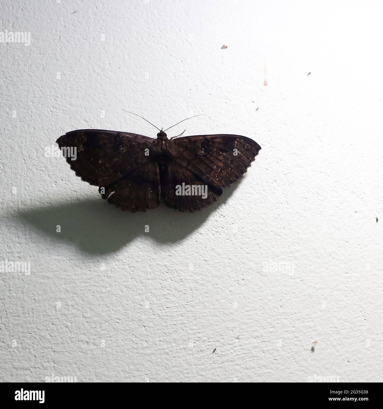 un papillon marron sur un mur qui a été attiré par une source lumineuse et son ombre allongée vue sur le mur Banque D'Images