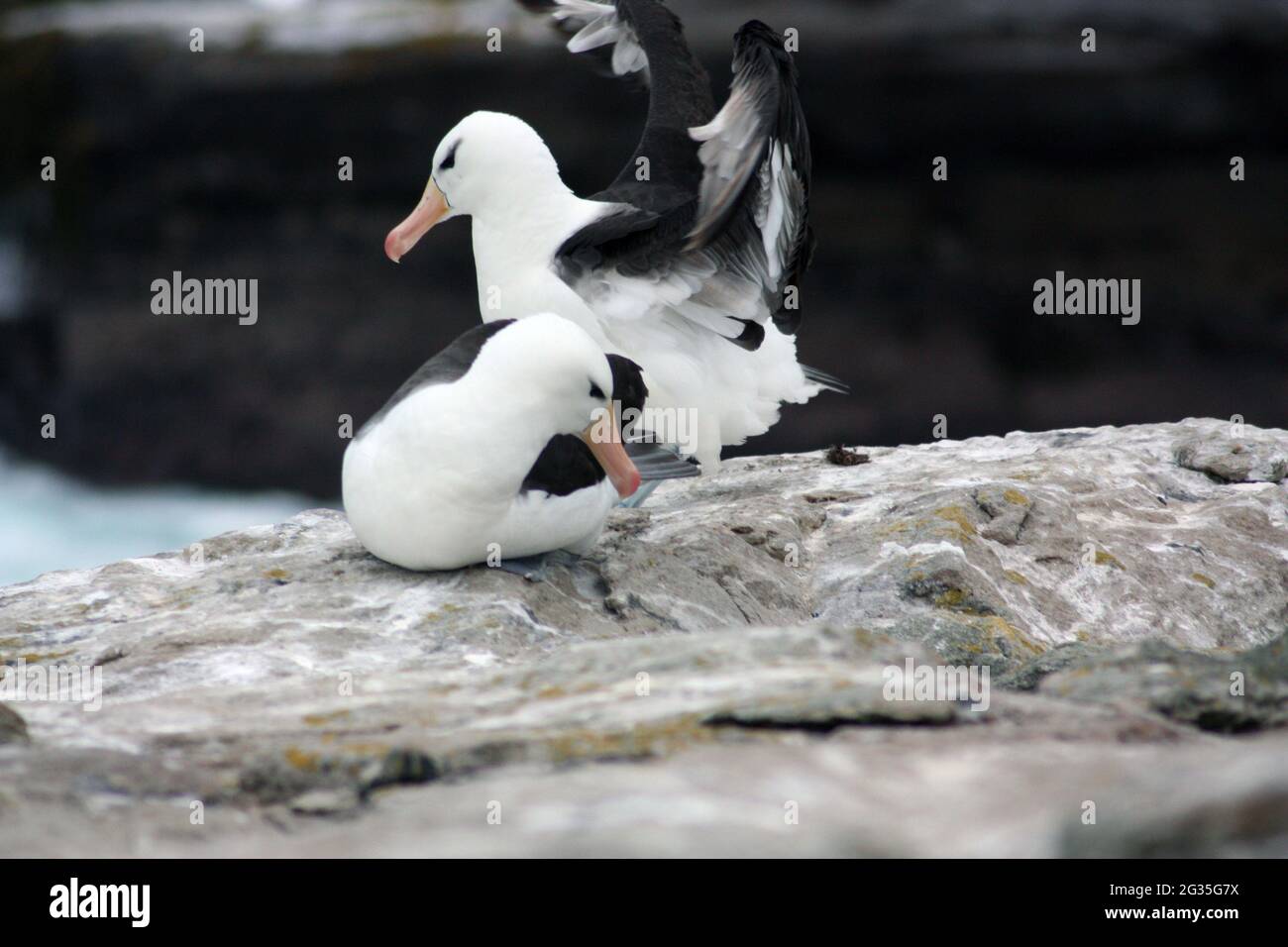 Mollymauk ou albatros brun noir, îles Falkland Banque D'Images