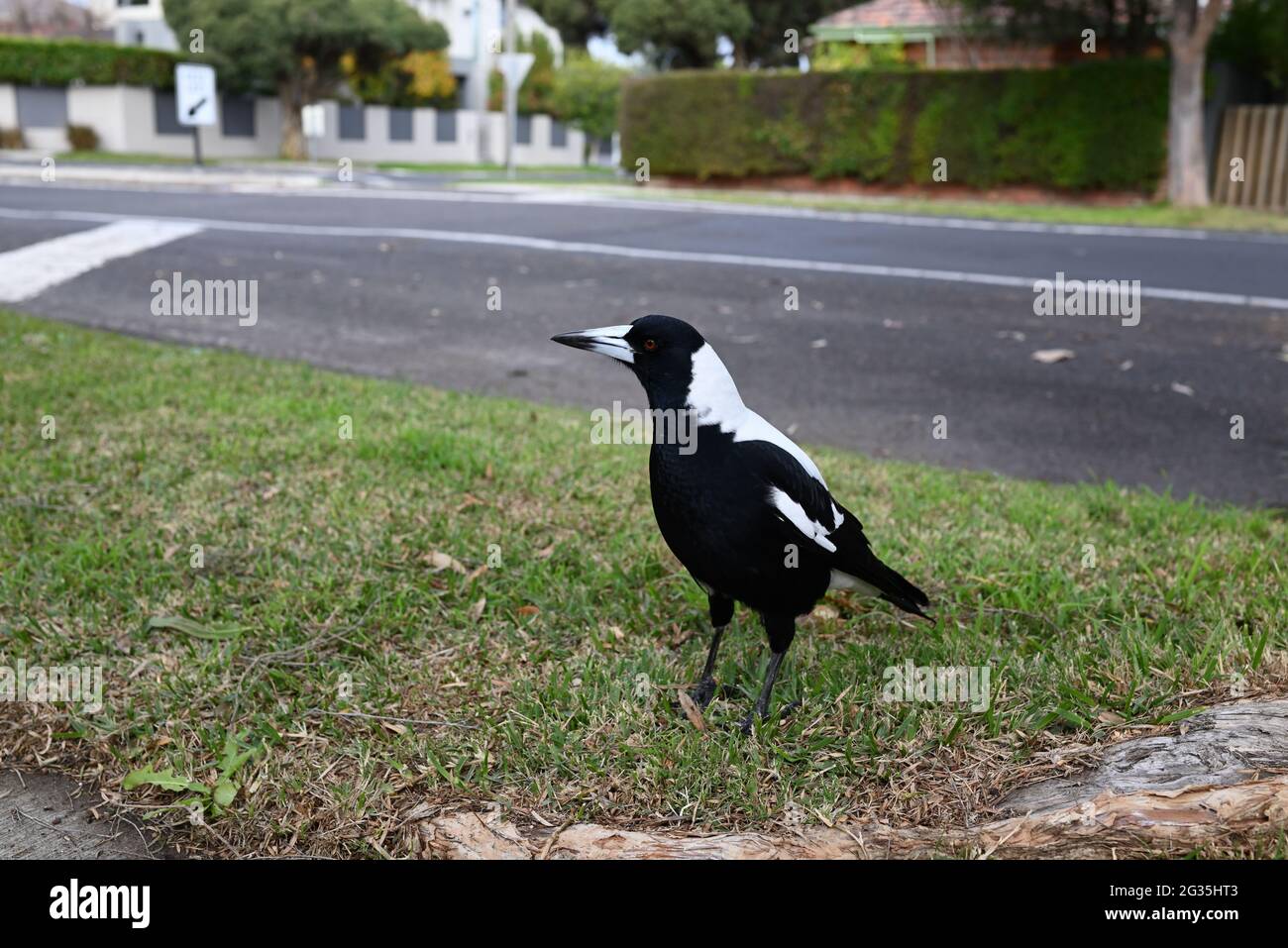 Magpie australienne située sur une pelouse près d'une grande racine d'arbres en saillie, avec l'intersection de deux rues suburbaines tranquilles en arrière-plan Banque D'Images