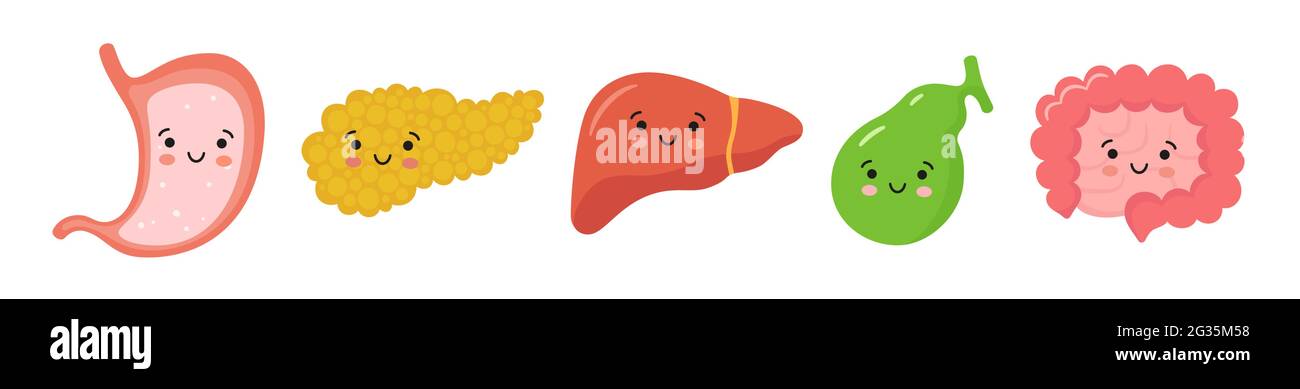 Organes du tractus gastro-intestinal dans le style kawaii. Souriant estomac, pancréas, foie, vésicule biliaire, petit et gros intestin caractères. Vecteur Illustration de Vecteur