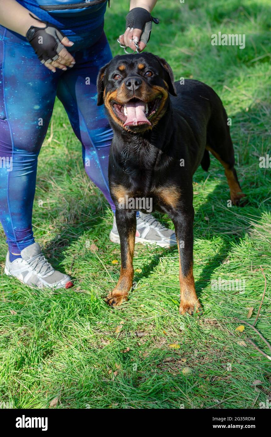 Un chien noir avec un manipulateur se tient sur l'herbe verte. Une femme adulte, Rottweiler, regarde la caméra avec intérêt. Bouche ouverte avec la langue adhérant ou Banque D'Images