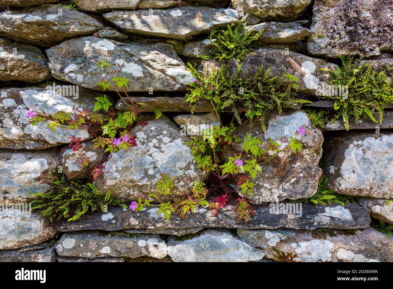Plantes indigènes qui poussent dans un mur de pierre sec dans le lac Disrict, en Angleterre Banque D'Images