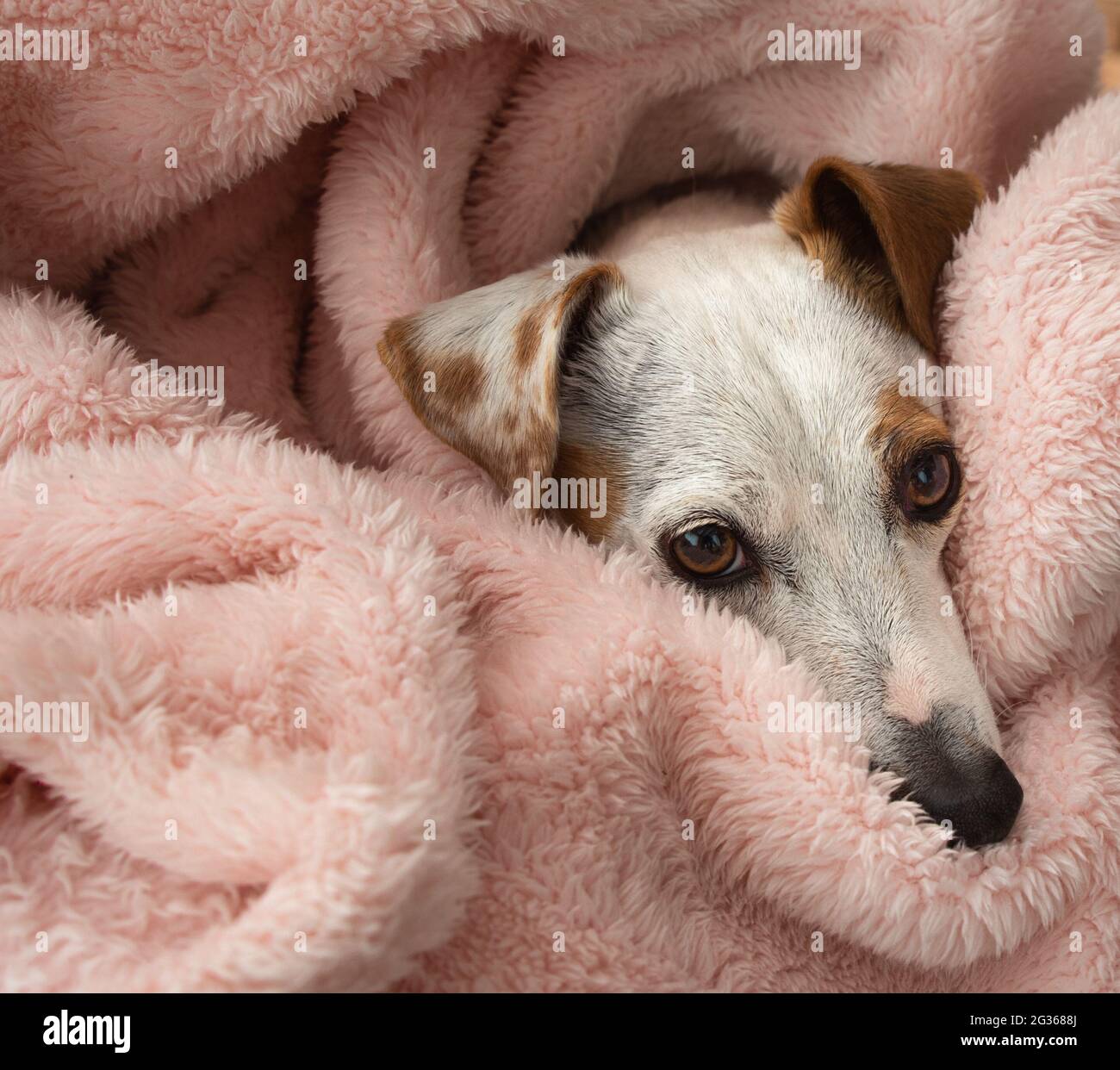 Poupée, un chien de secours de race mixte, s'est emmêlé dans son lit de chien et une couverture rose chez nous à Roleystone, WA, Australie. Pris un après-midi d'hiver pour un Banque D'Images