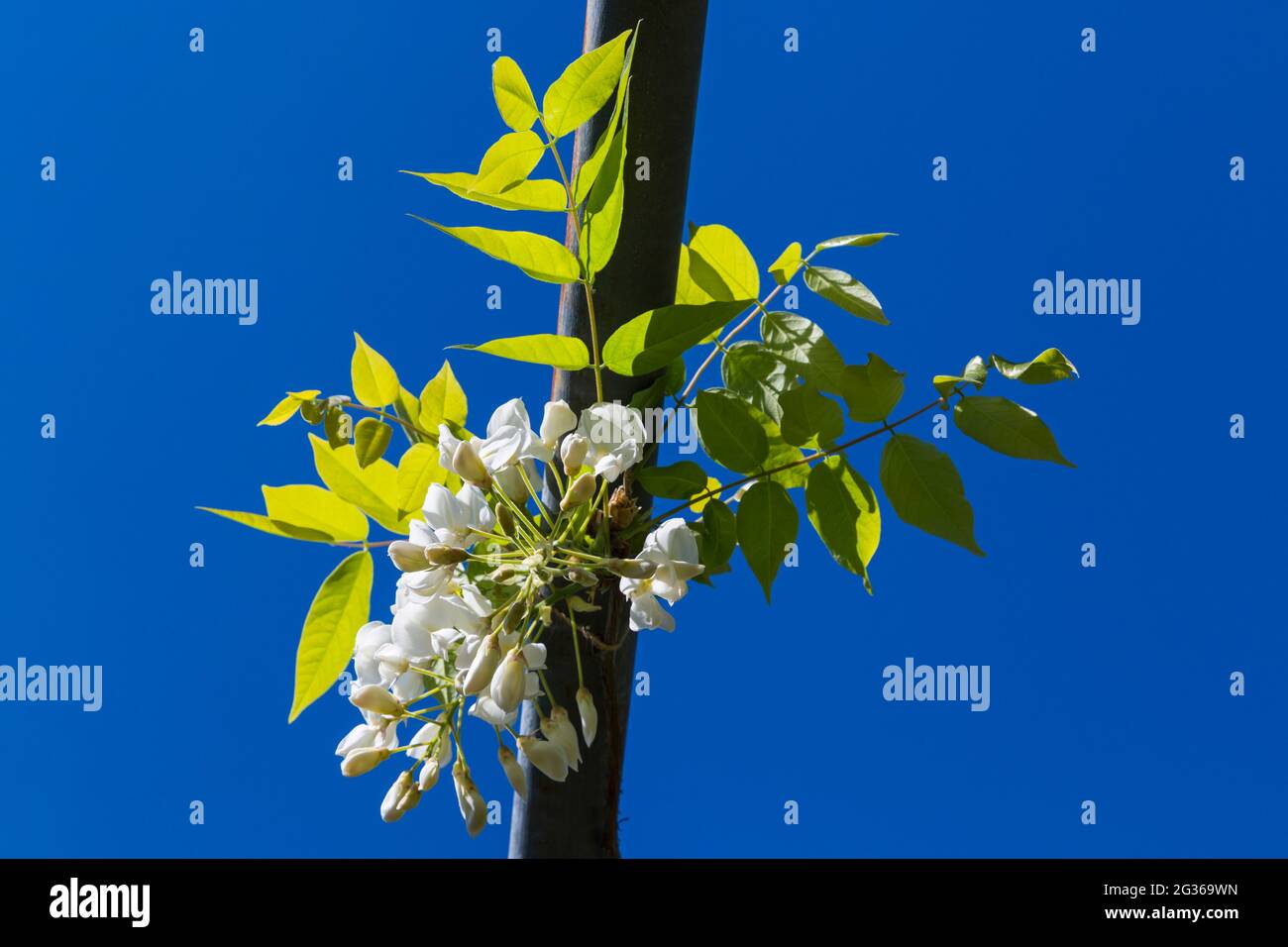 Wisteria blanche suspendue au-dessus de treillis dans le jardin à Dorset, Royaume-Uni en juin Banque D'Images