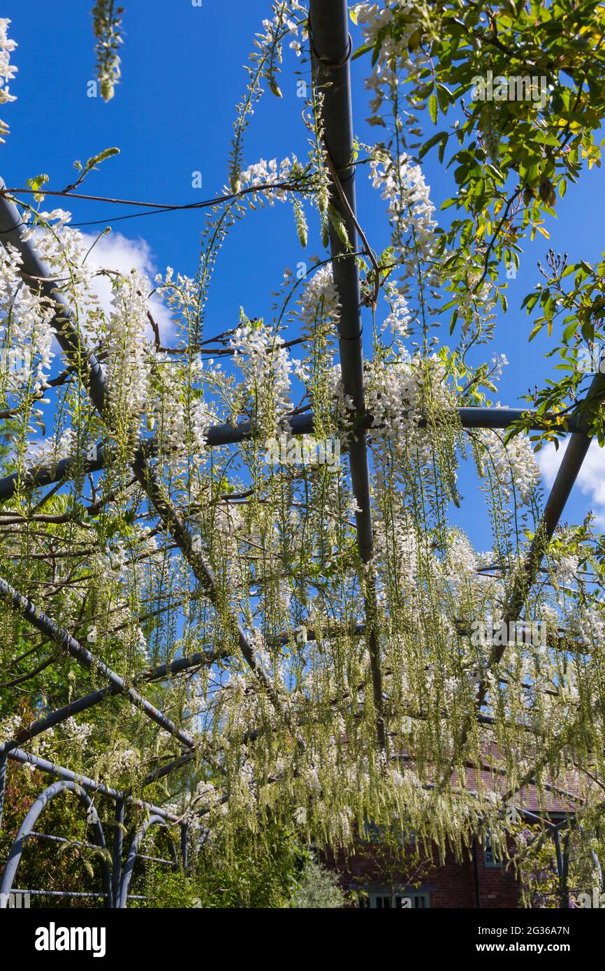 Wisteria blanche suspendue au-dessus de treillis dans le jardin à Dorset, Royaume-Uni en juin Banque D'Images