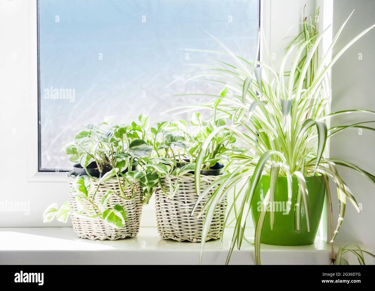 Plusieurs plantes vertes à la maison dans des pots de fleurs sur le seuil de la fenêtre. Gros plan Banque D'Images