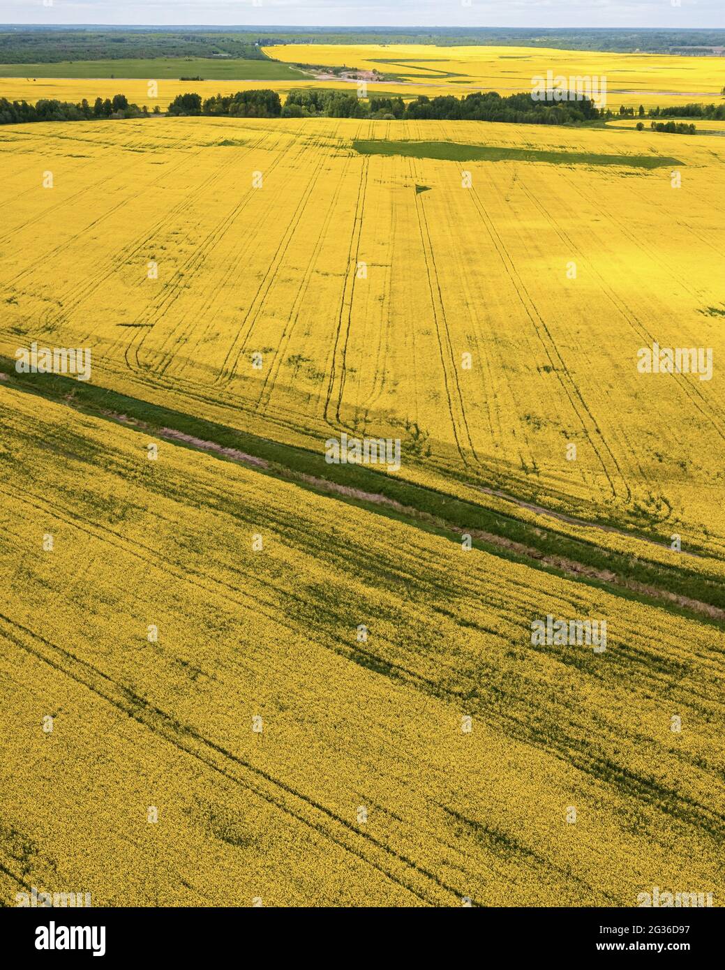 Vue aérienne d'un champ agricole jaune avec des parties vertes et des arbres Banque D'Images