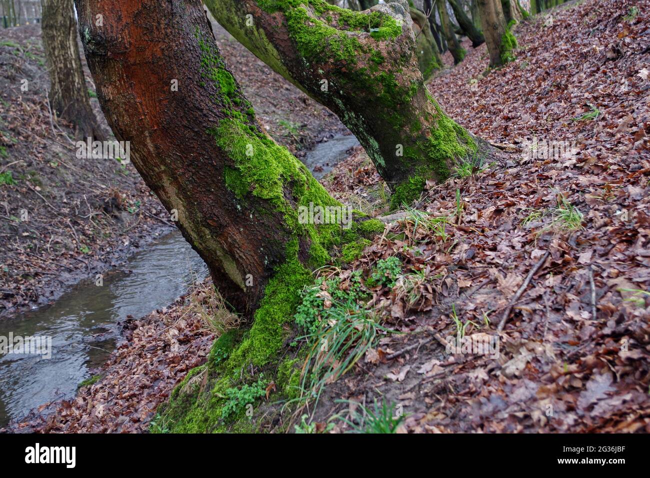 Troncs d'arbres poussant à l'angle en ravin avec l'écorce gris-brun, surcultivés avec de la mousse verte duveteuse sur fond de feuilles brunes flétrissées, brindilles Banque D'Images