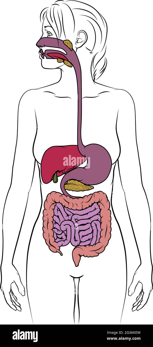 Système digestif humain Femme Schéma anatomique Illustration de Vecteur