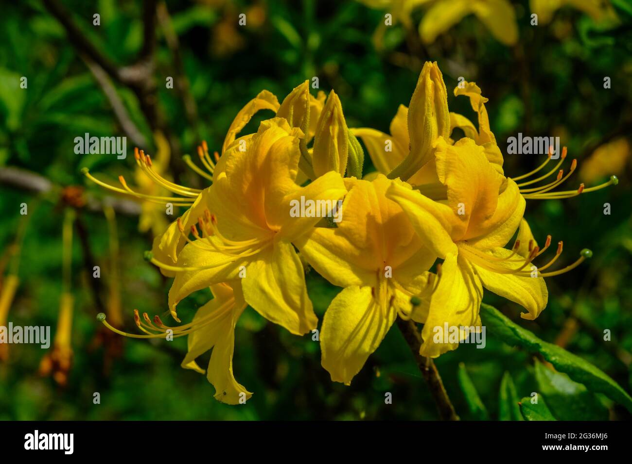 Les parties hautes de la région est de la mer Noire sont colorées avec des rhododendrons qui fleurissent au printemps. Comme dans les hauts plateaux du district de Maçka de Trabzon pro Banque D'Images