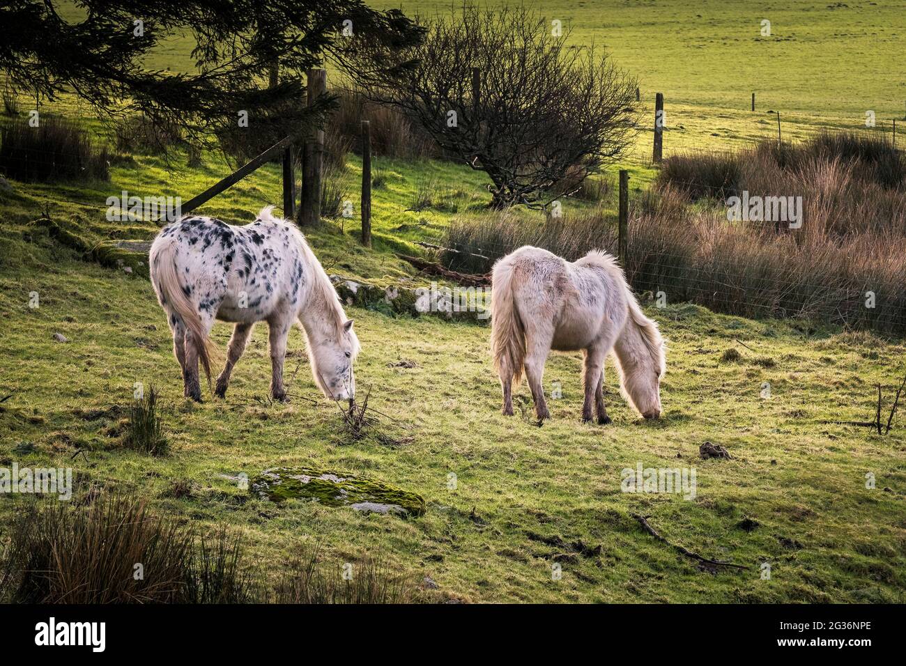 Des étangs bodmin sauvages emblématiques qui paissent sur le bodmin Moor dans les Cornouailles. Banque D'Images