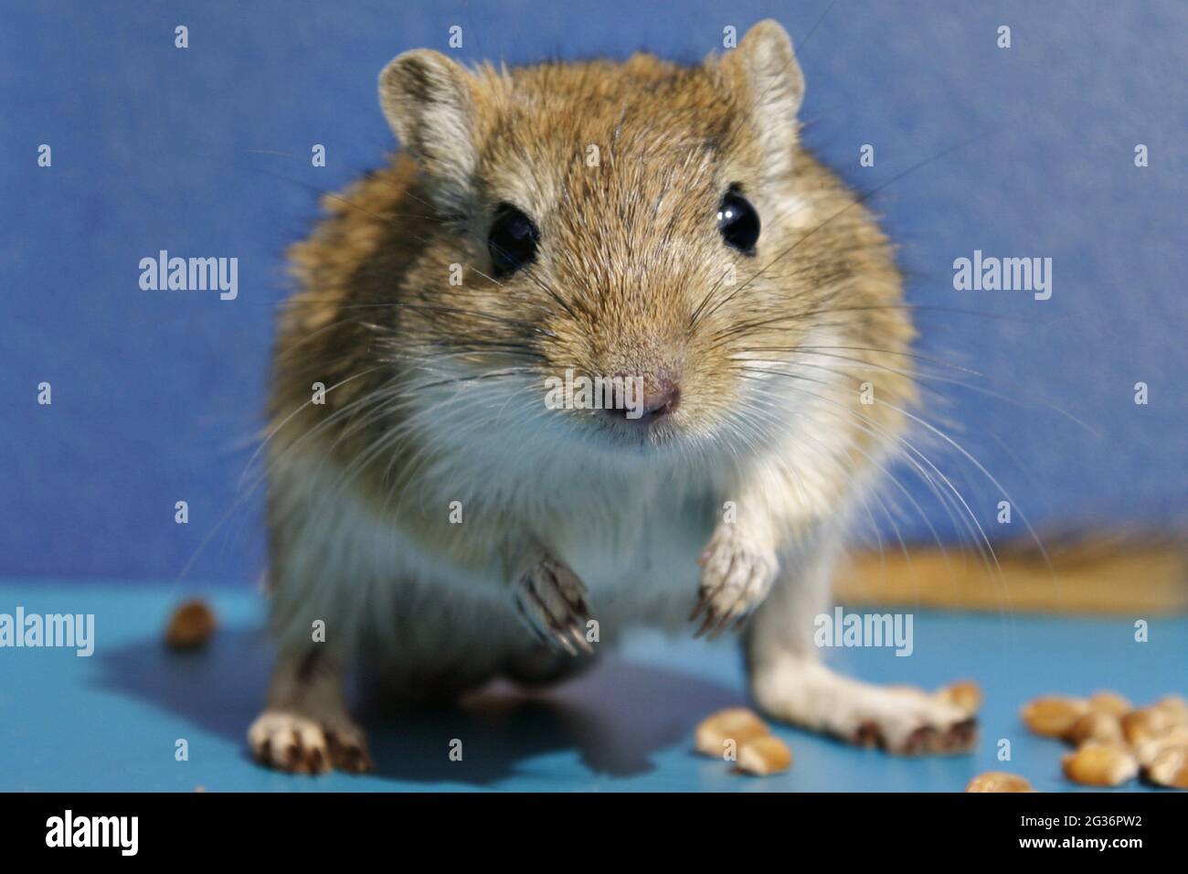 Gerbil mongol, oiseau à mâchoires (Meriones unguiculatus), avec des graines devant un fond bleu Banque D'Images