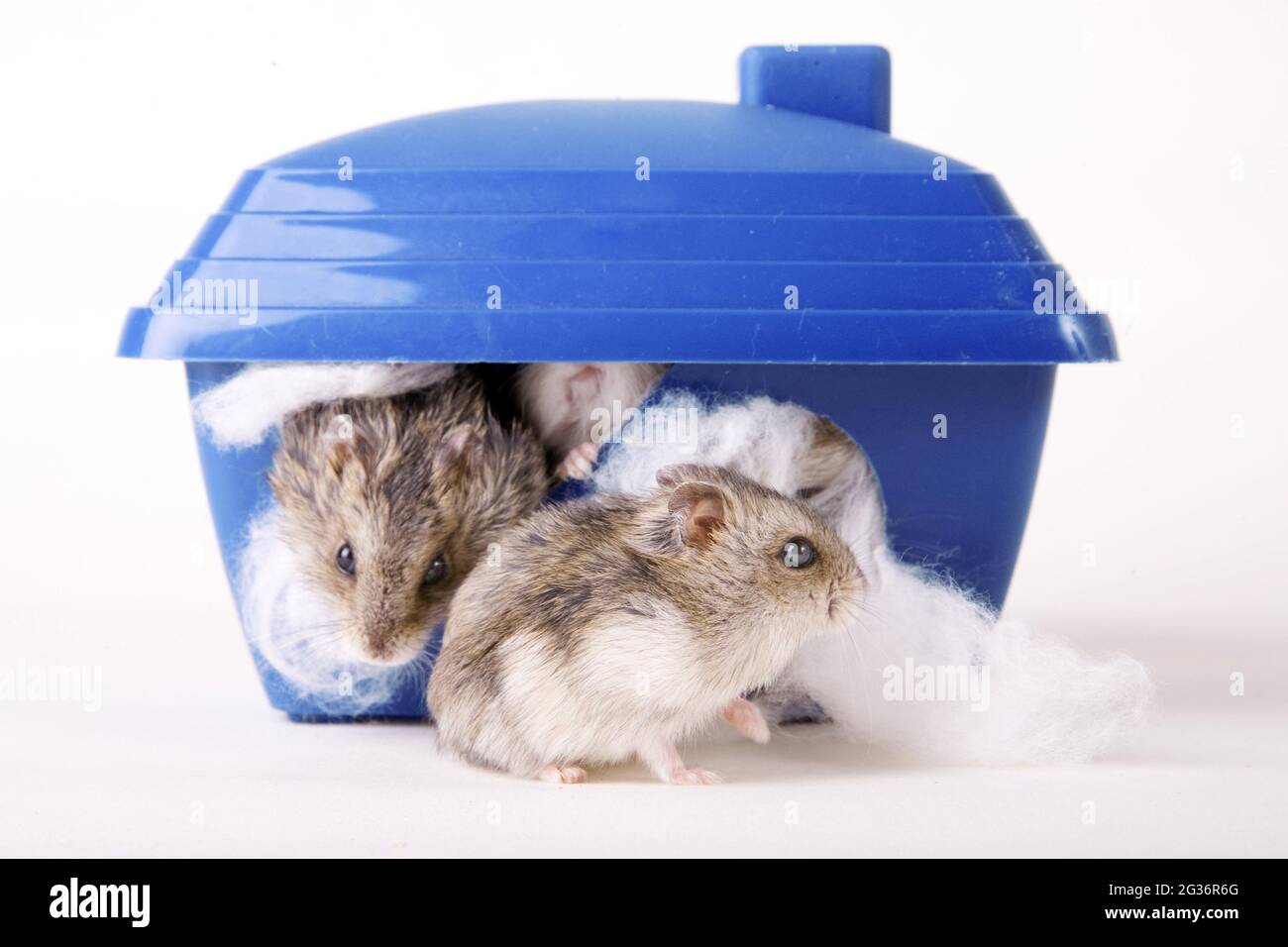 Petits hamsters désertiques, hamsters nains (Phodopus spec.), petits hamsters désertiques dans une maison pour animaux Banque D'Images