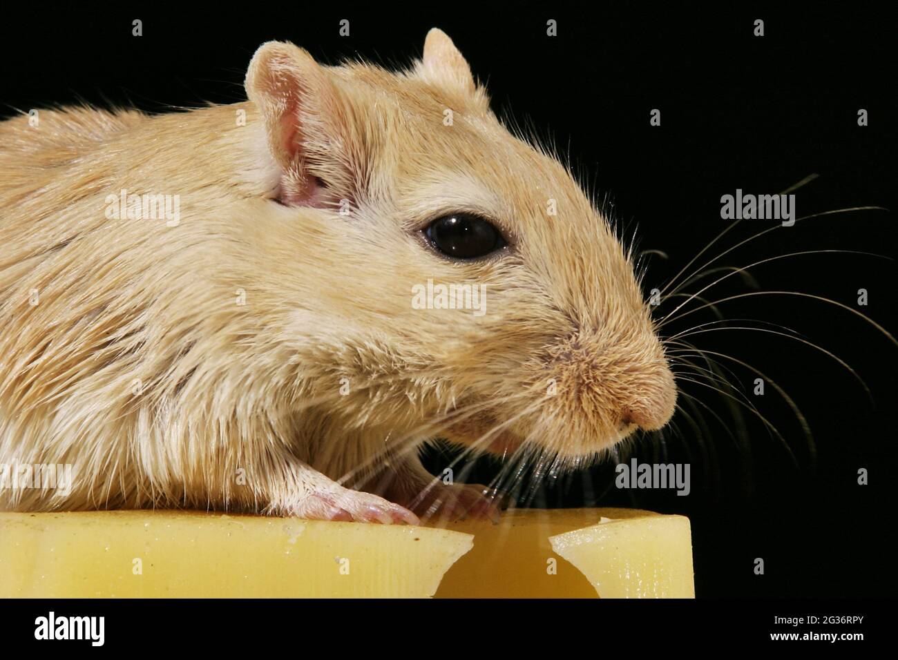 Gerbil mongol, oiseau à mâchoires (Meriones unguiculatus), portrait au fromage, fond noir Banque D'Images