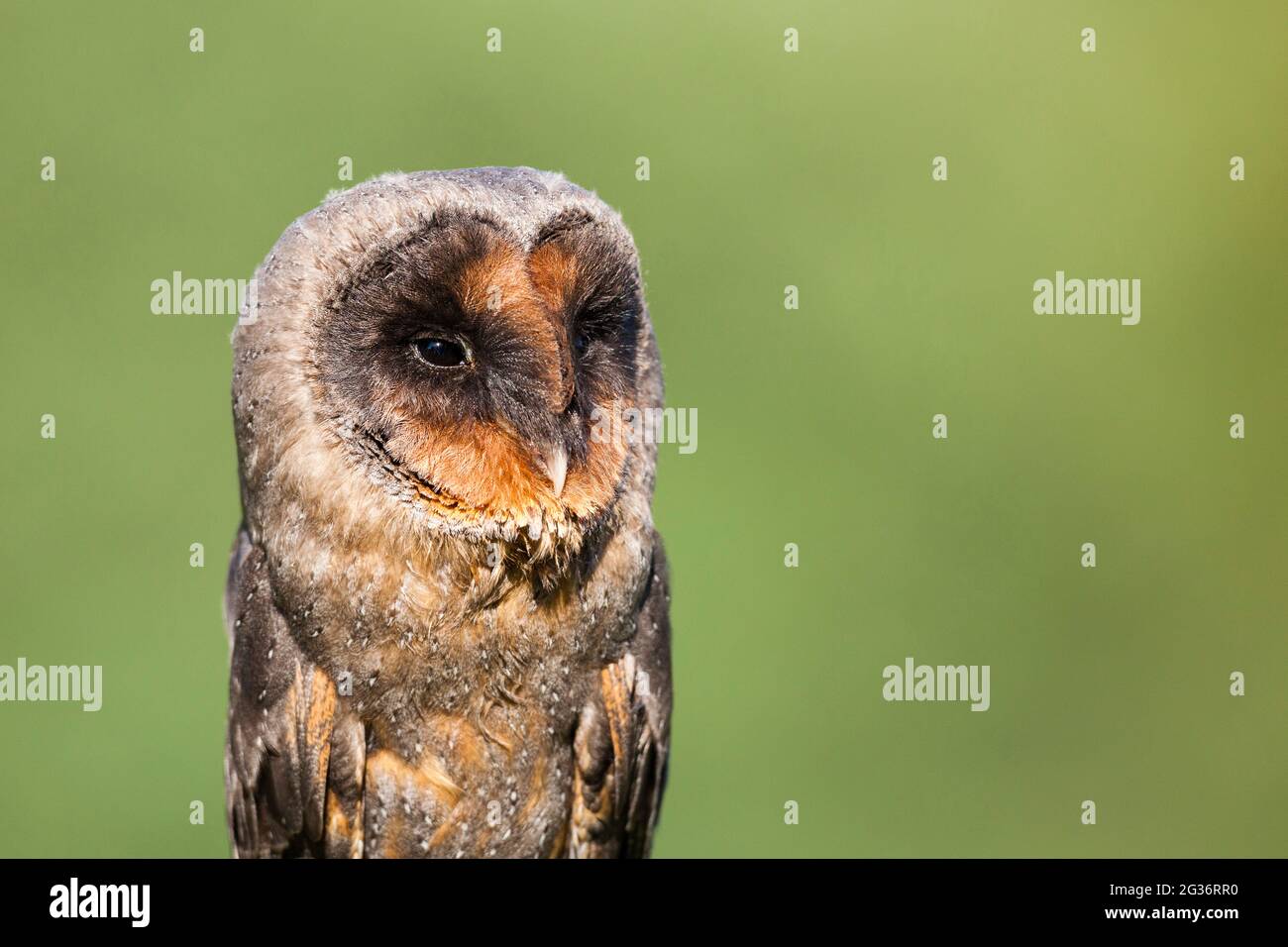 Sao Tomé Effraie des clochers (Tyto thomensis, Tyto alba thomensis), portrait Banque D'Images