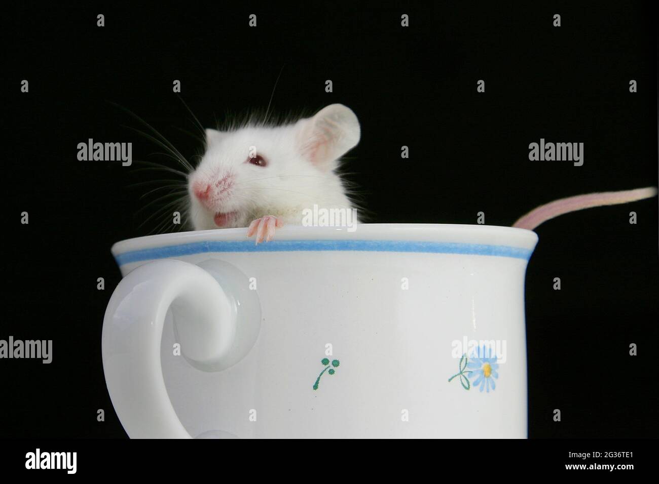 Souris fantaisie (Mus musculus), souris albinos dans une tasse Banque D'Images