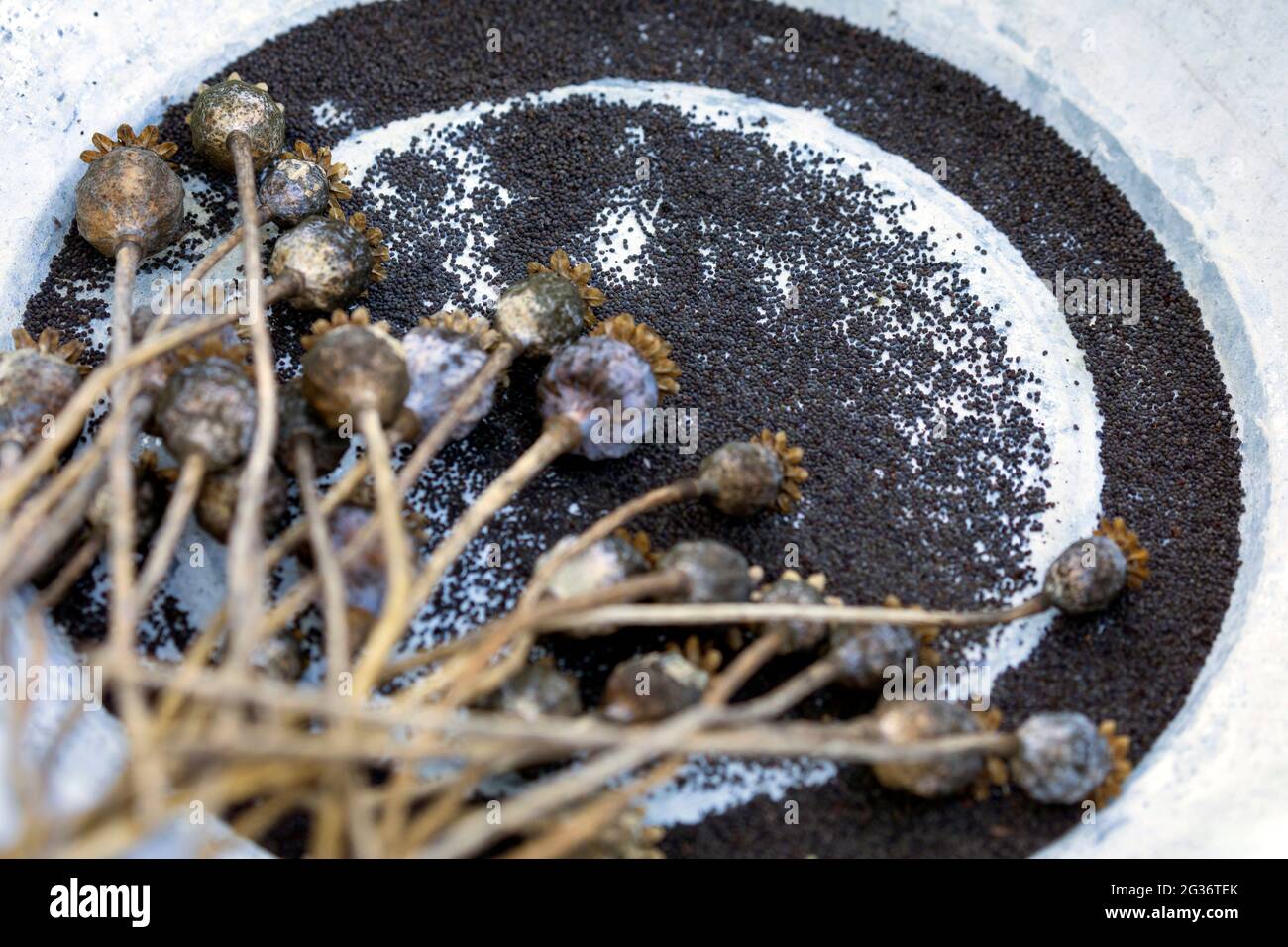 Pavot à opium, pavot à pain (Papaver somniferum), graines de pavot récoltées Banque D'Images Pavot à opium, pavot à pain (Papaver somniferum), graines de pavot récoltées Banque D'Images