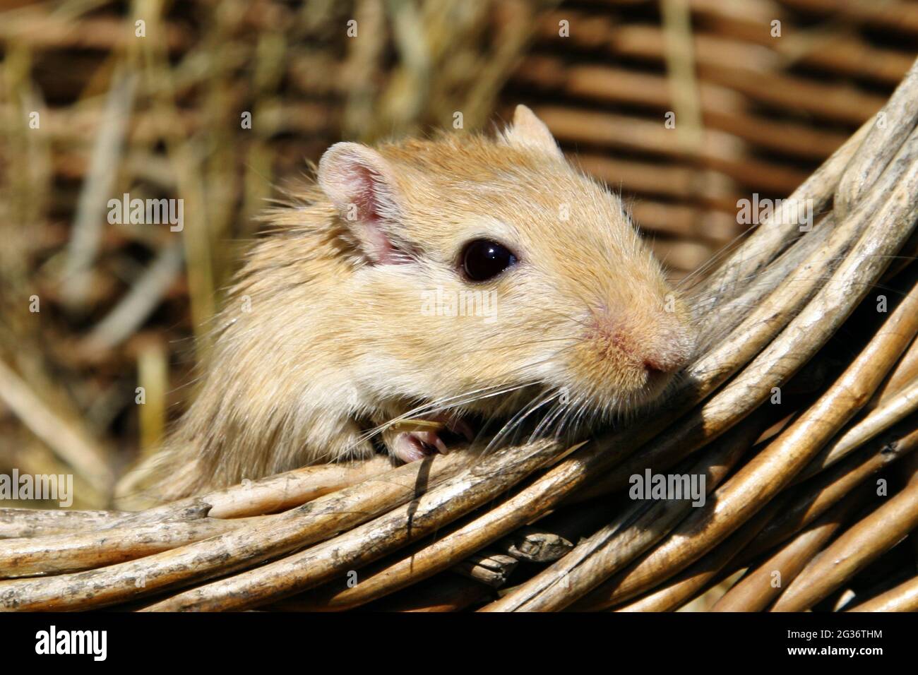 Gerbil mongol, oiseau à mâchoires (Meriones unguiculatus), piquant d'un panier Banque D'Images