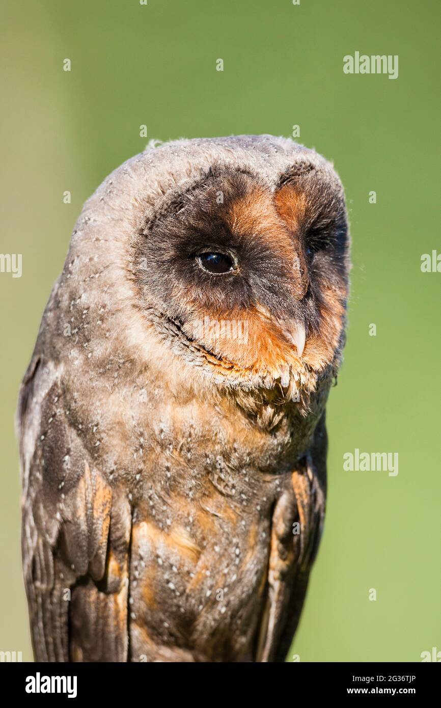 Sao Tomé Effraie des clochers (Tyto thomensis, Tyto alba thomensis), portrait Banque D'Images