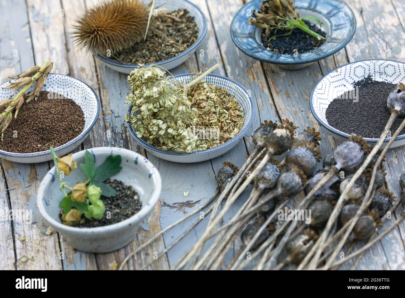 graines d'herbes sauvages collectées Banque D'Images