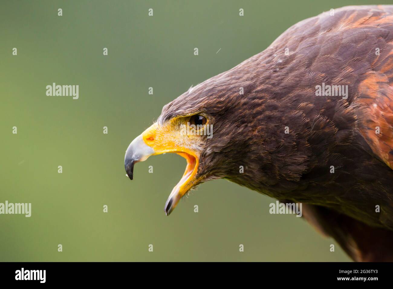 Faucon de harris (Parabuteo unicinctus), portrait à facture ouverte Banque D'Images