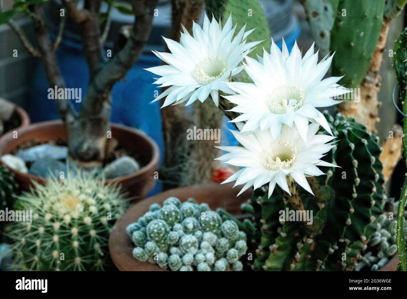 Floraison Cactus Echinopsis Eyriesiig Banque D'Images