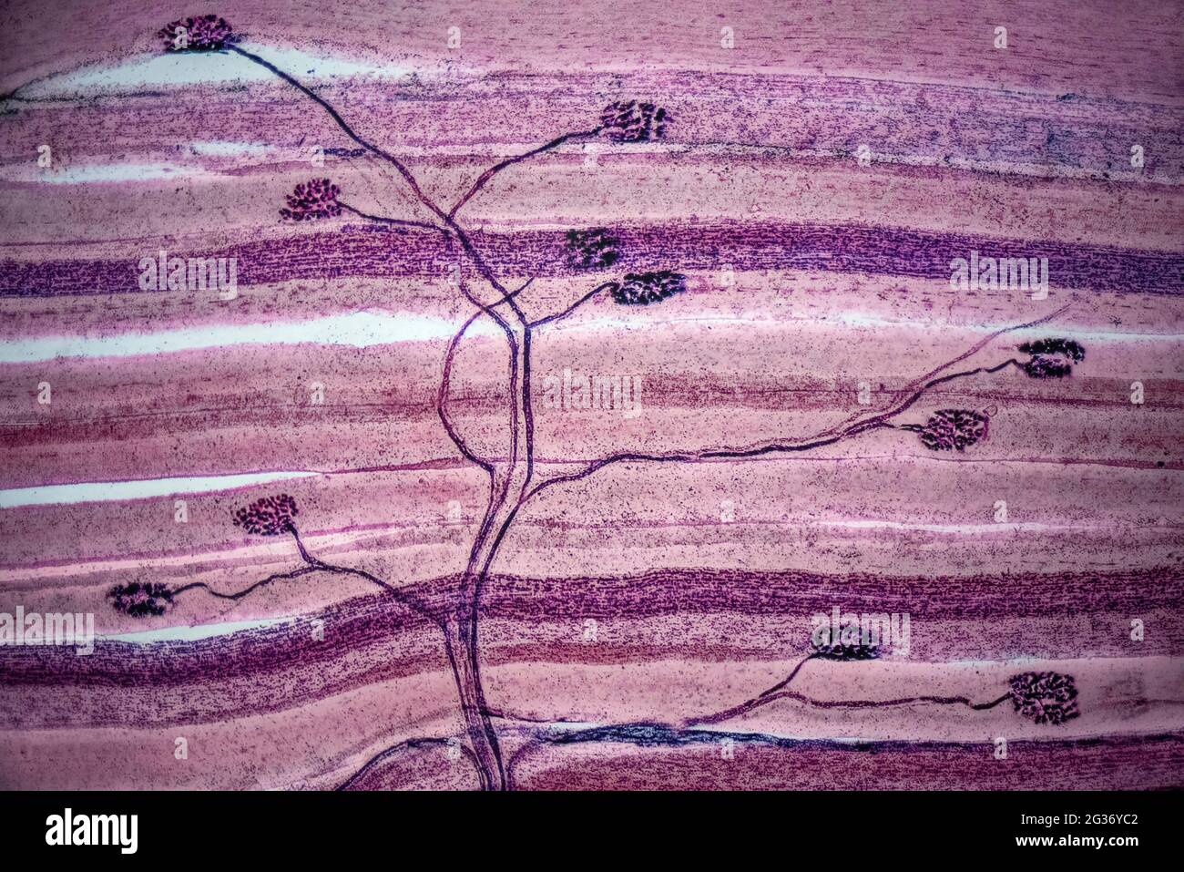 Neurone moteur synapsant avec des cellules musculaires du squelette. Exposition Brain à l'intérieur du MIT Museum Building au 265 Massachusetts Avenue Cambridge, Boston Massachus Banque D'Images