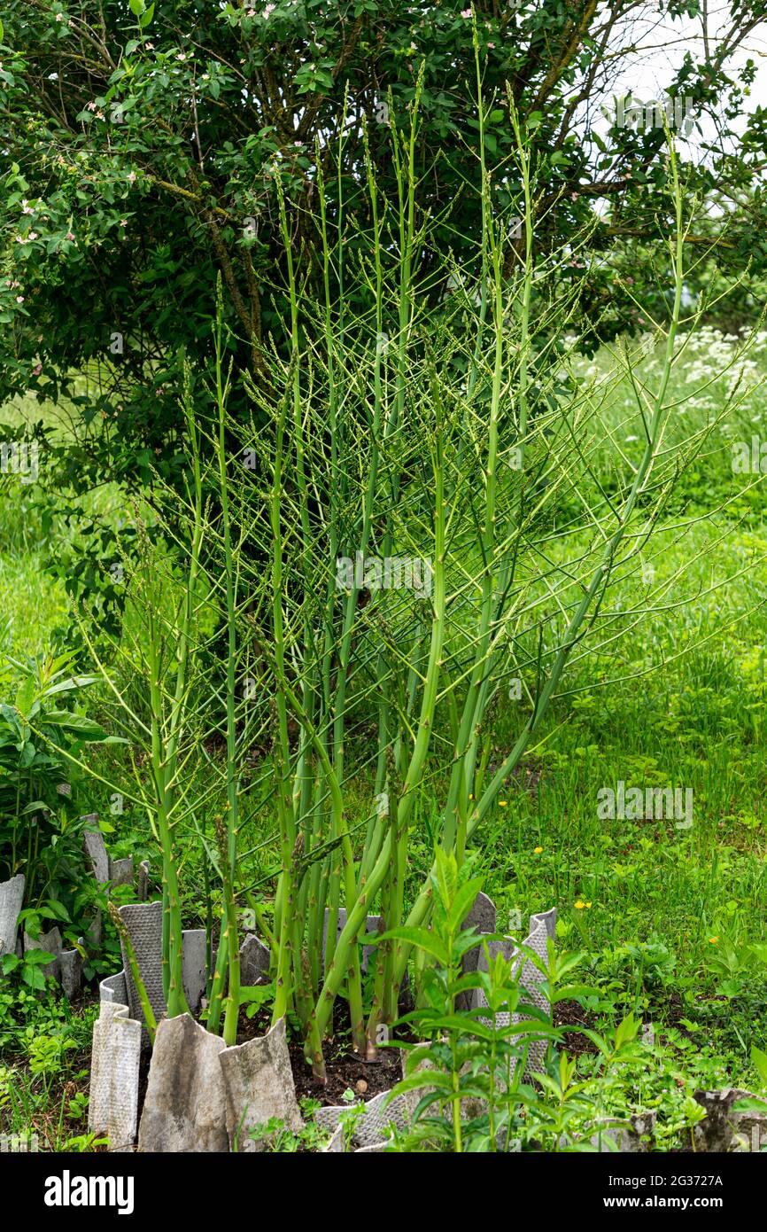 Texture horizontale des tiges d'asperges vertes dans un jardin potager. Banque D'Images