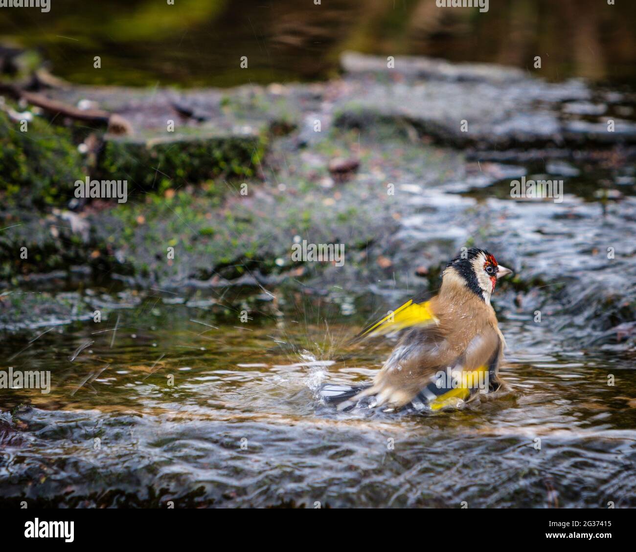 Adulte européen goldfinch (Carduelis carduelis) baignade en cours d'eau dans le jardin anglais de campagne. Banque D'Images