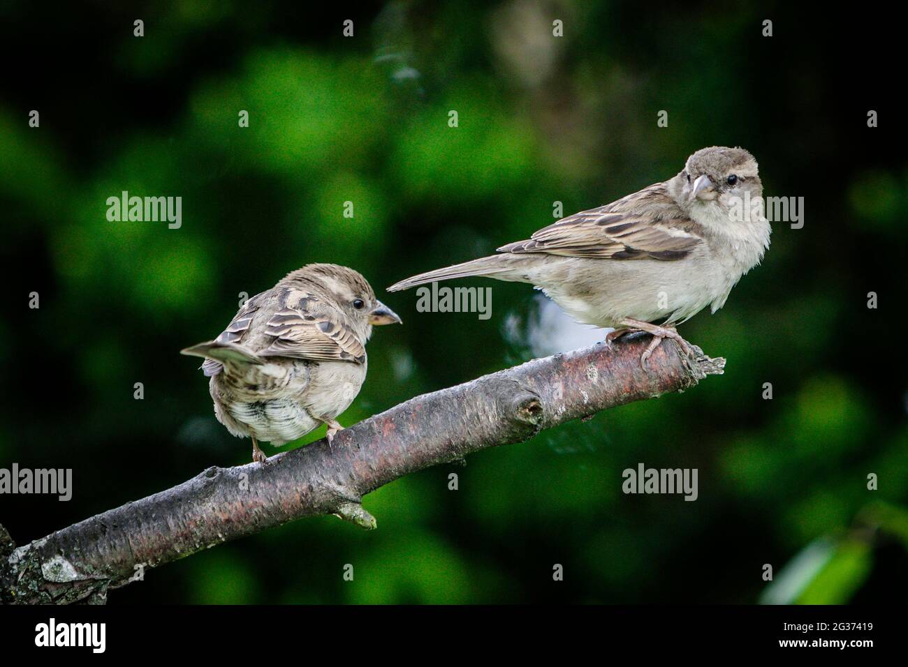 Deux jeunes Bruant de maison (Passer domesticus) sur branche d'arbre brisée dans le jardin anglais de campagne. Banque D'Images