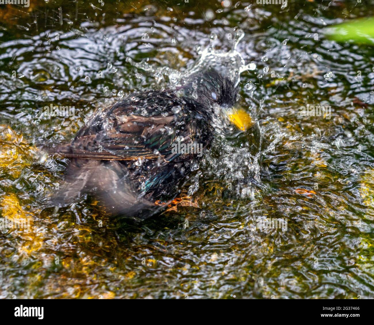 Starling commun (Sturnus vulgaris) baignade dans le cours d'eau dans le jardin anglais de campagne. Banque D'Images