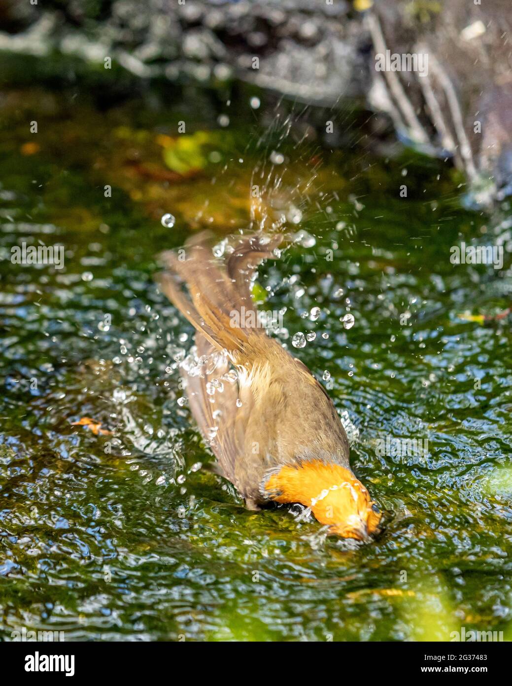 Le robin européen (erithacus rubecula) se baignant dans le cours d'eau dans le jardin de campagne anglais. Banque D'Images