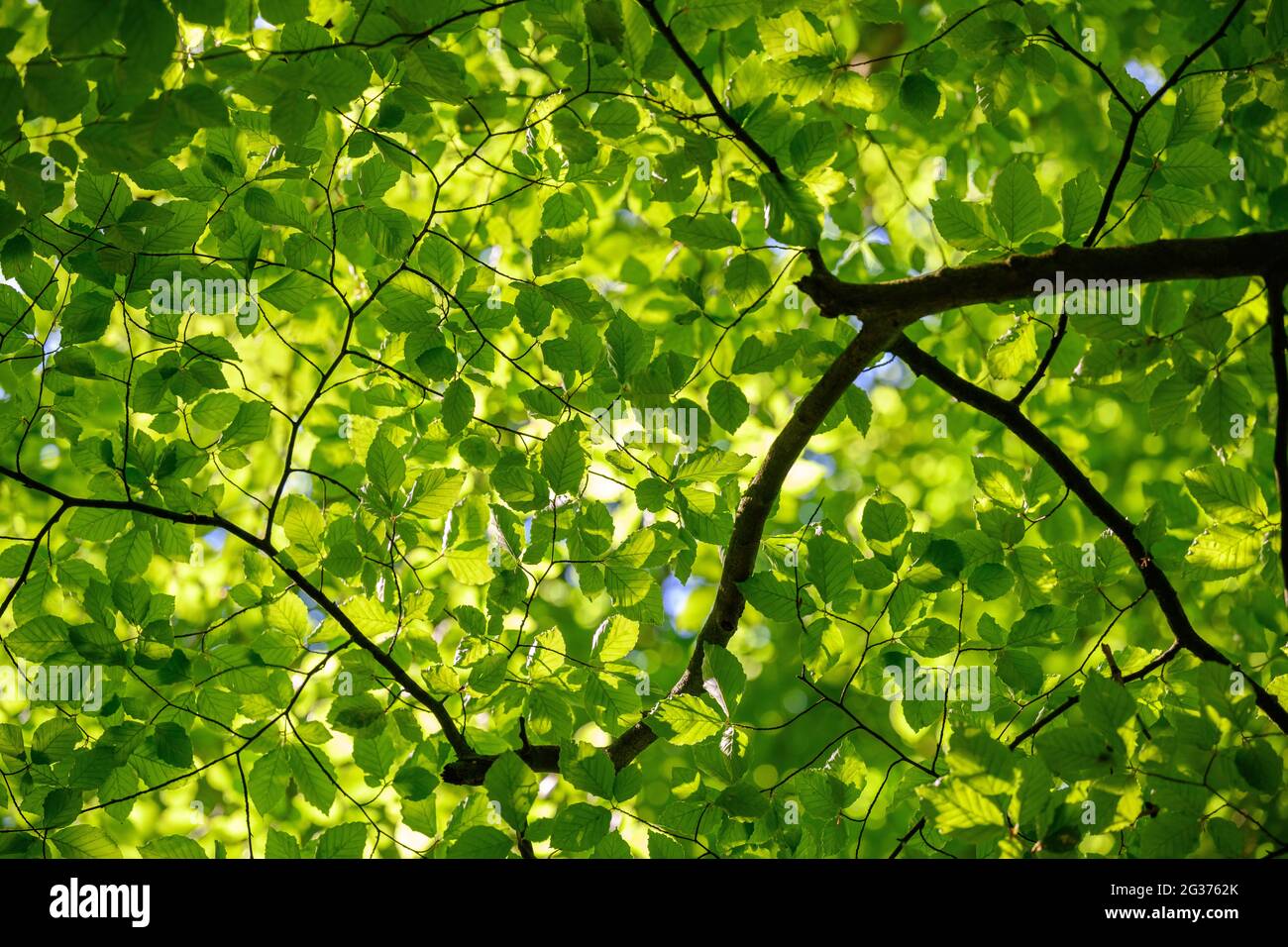 Feuilles vertes fraîches sur un arbre dans les bois Banque D'Images
