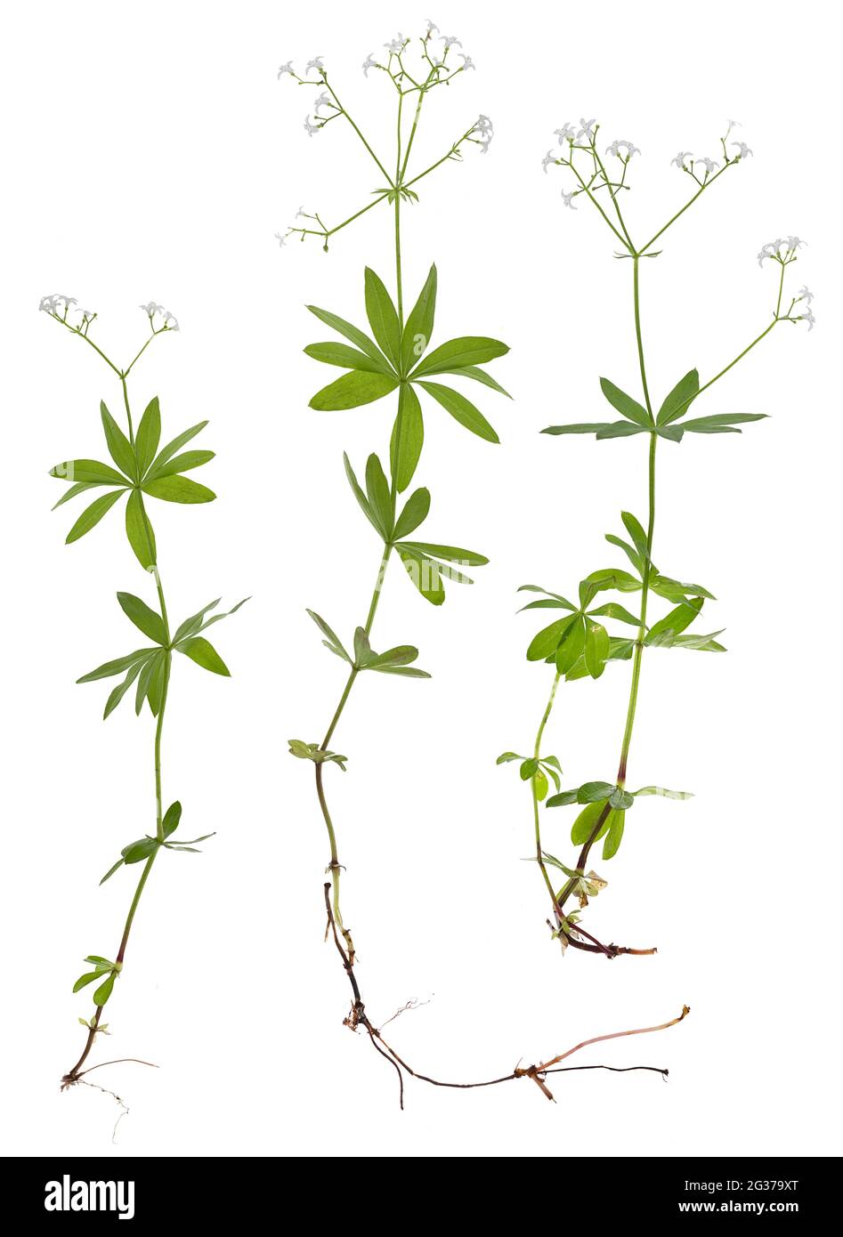 Woodruff (Galium odoratum) sur sol blanc, studio tourné, Allemagne Banque D'Images