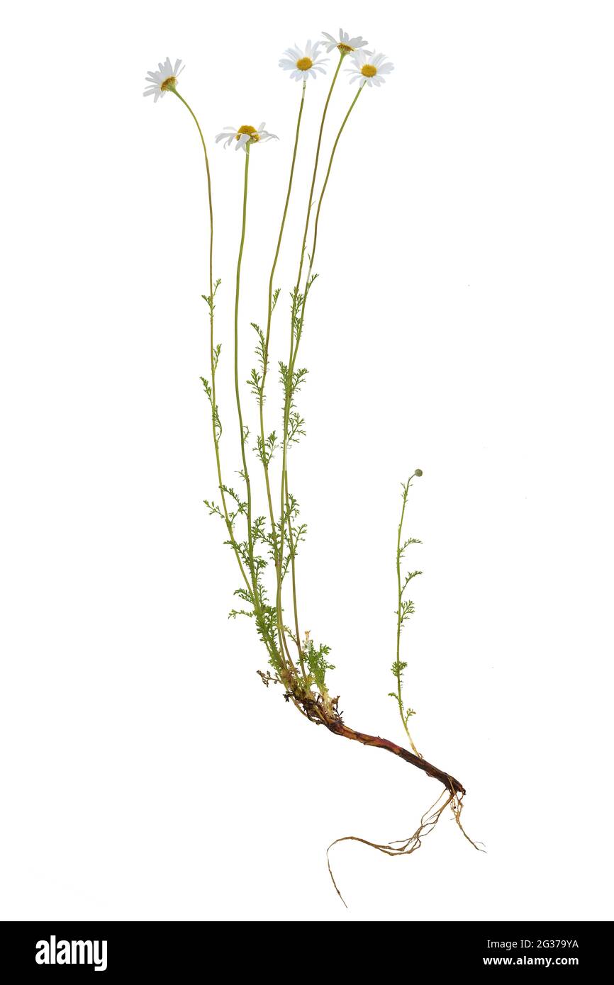 Tanaceum cinerariifolium (Tanaceum cinerariifolium) sur fond blanc, studio tourné, Allemagne Banque D'Images