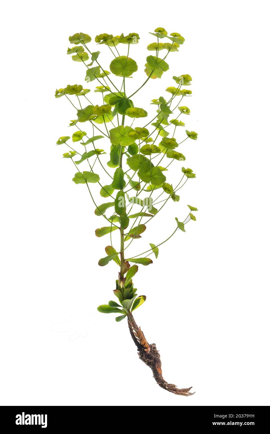 Steppe sphurge (Euphorbia seguieriana ssp. Niciana) sur sol blanc, photo studio, Allemagne Banque D'Images