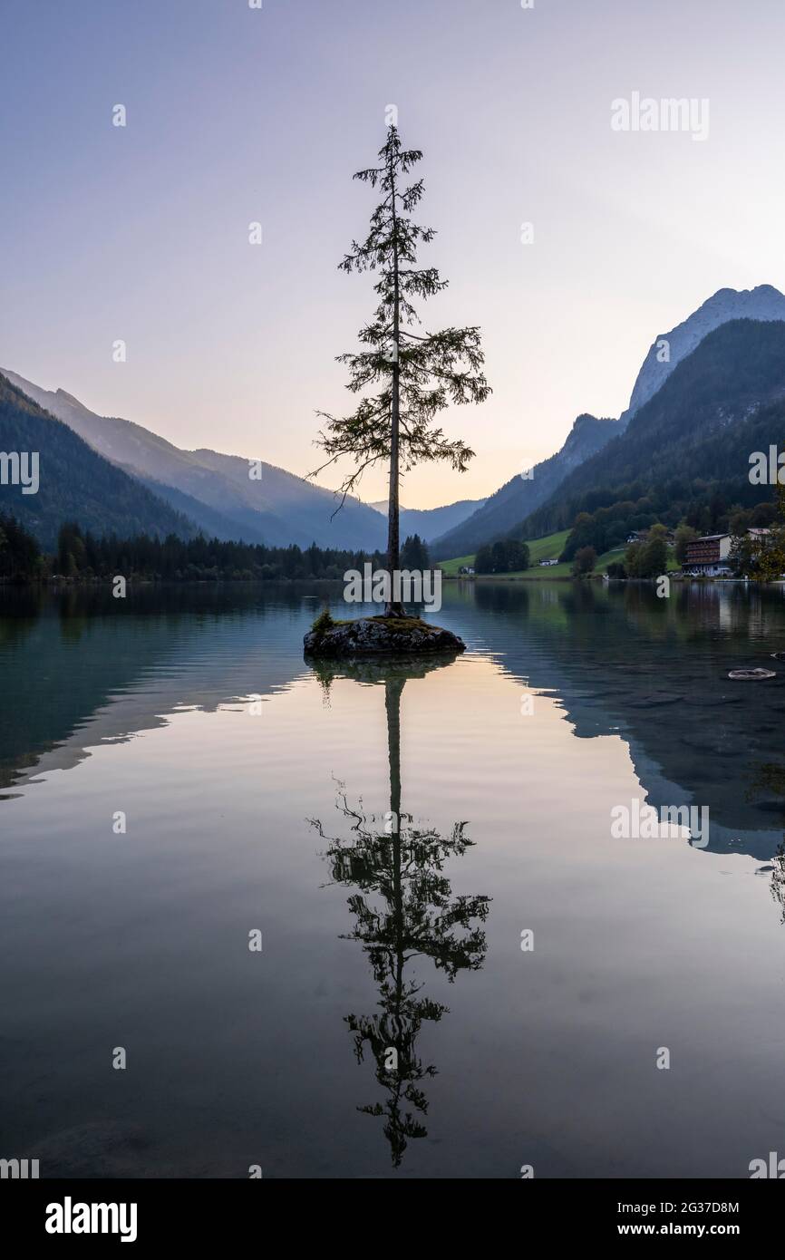 Hintersee, un seul arbre sur un rocher dans le lac, Parc National de Berchtesgaden, Ramsau, haute-Bavière, Bavière, Allemagne Banque D'Images