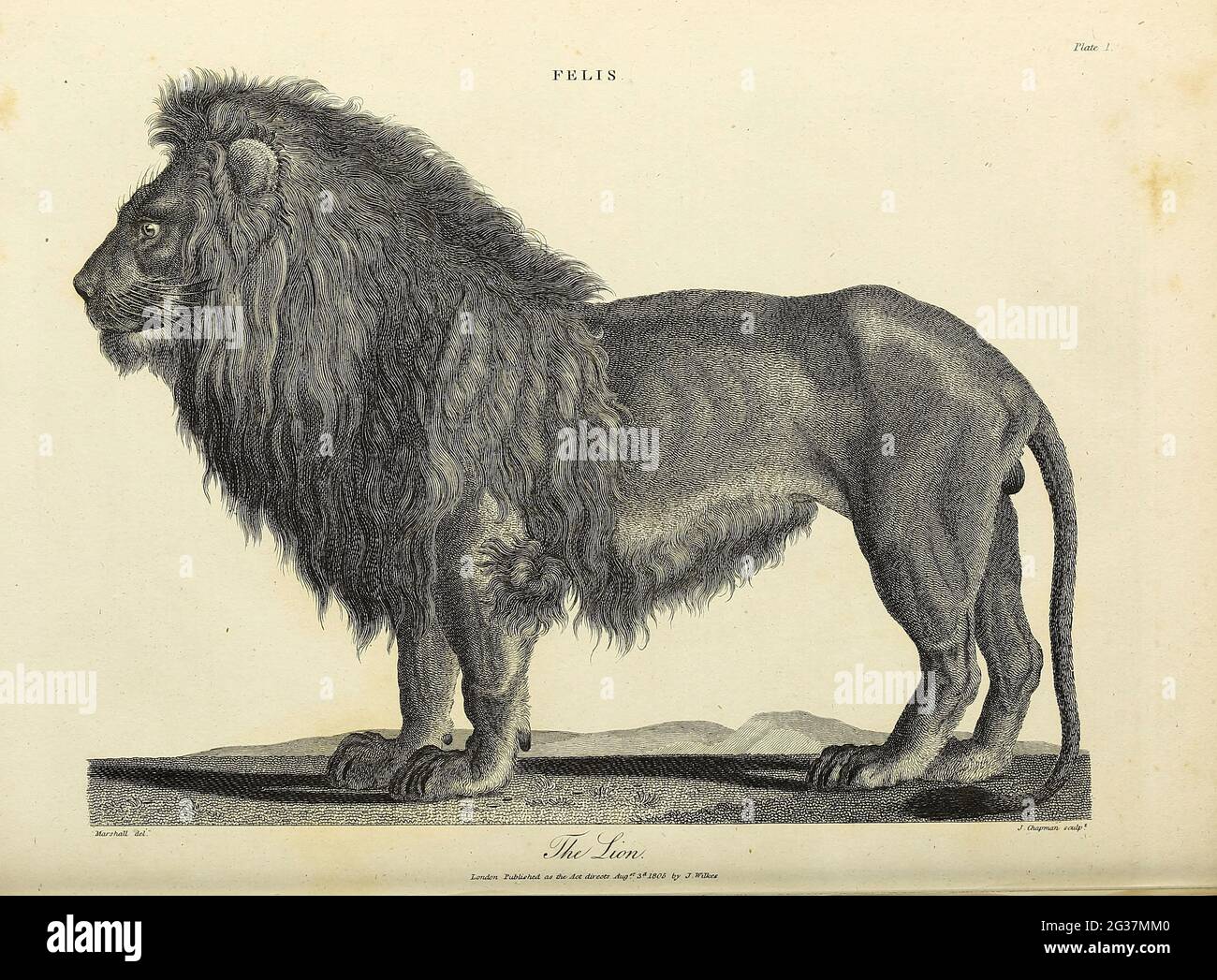 Felis - The Lion Copperplate gravure de l'Encyclopedia Londinensis or, Dictionnaire universel des arts, des sciences et de la littérature; Volume VII; édité par Wilkes, Jean. Publié à Londres en 1810 Banque D'Images