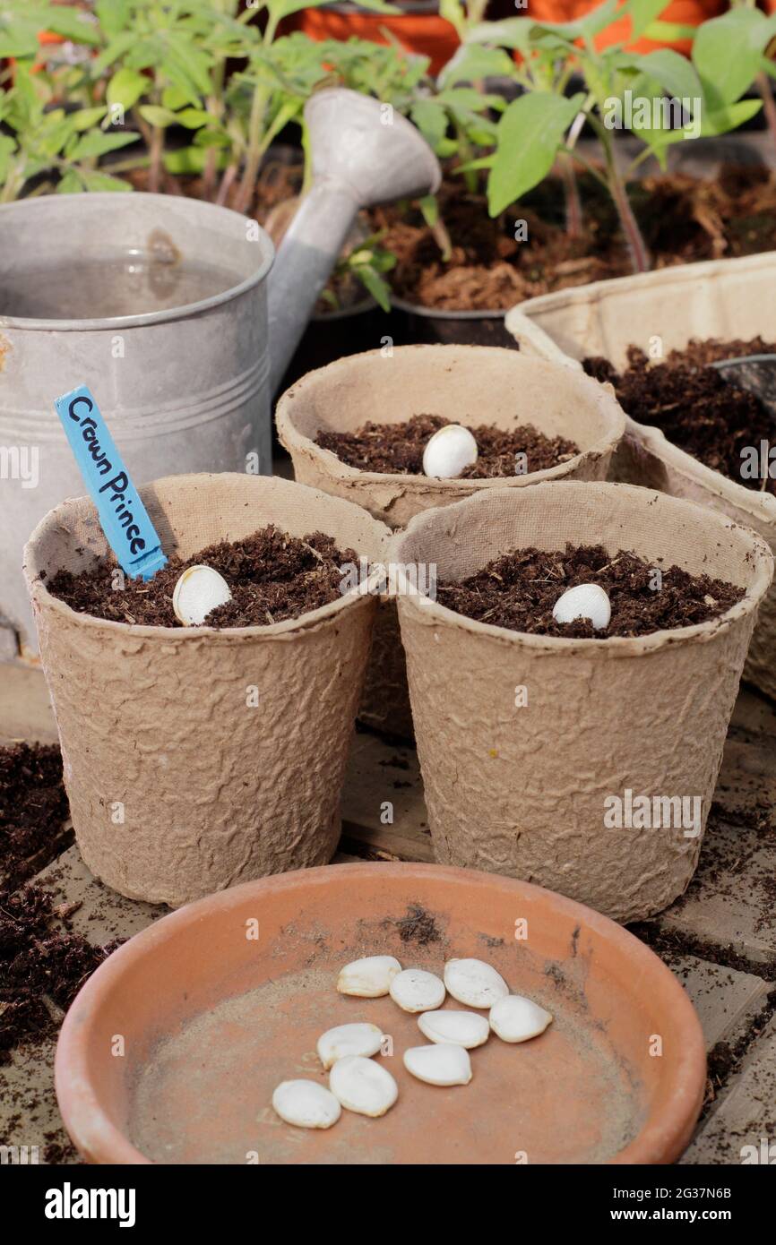 Semis de courge. Semis de courge - Cucurbita pepo 'Crown Prince' - graines de citrouille en les plaçant sur leurs côtés individuellement dans des pots. ROYAUME-UNI Banque D'Images