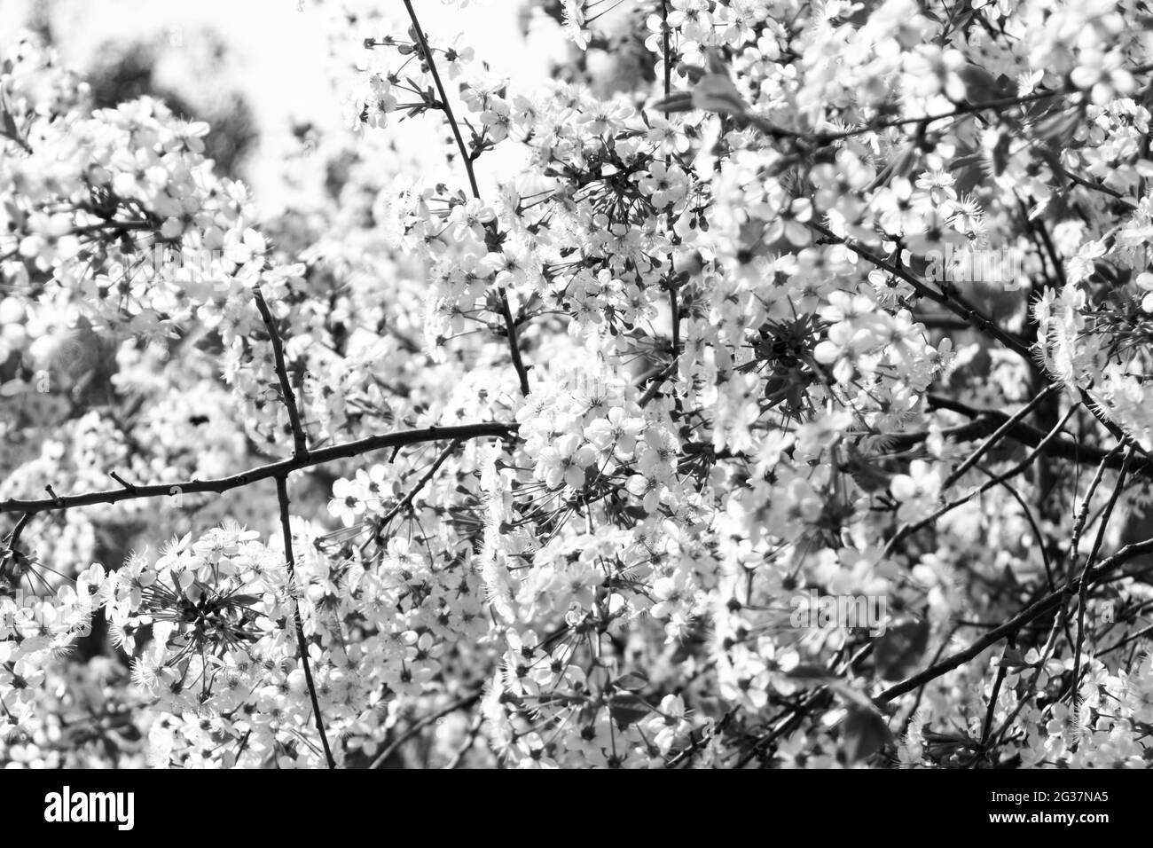 Les fleurs printanières fleurissent en mode noir et blanc Banque D'Images