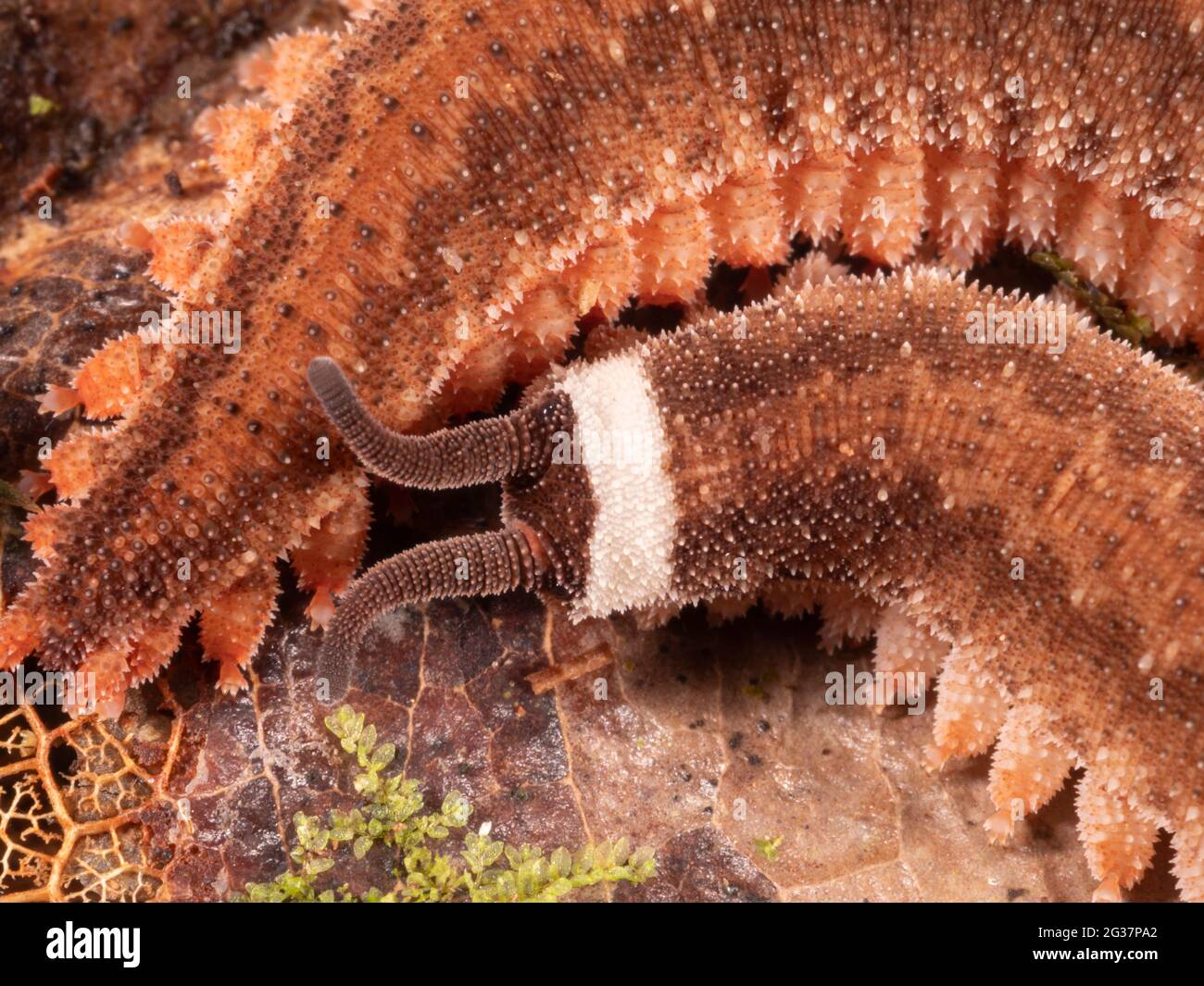 Peripatus ou Velvet Worm dans la forêt tropicale sous-étage végétation la nuit, province de Morona Santiago, Équateur Banque D'Images