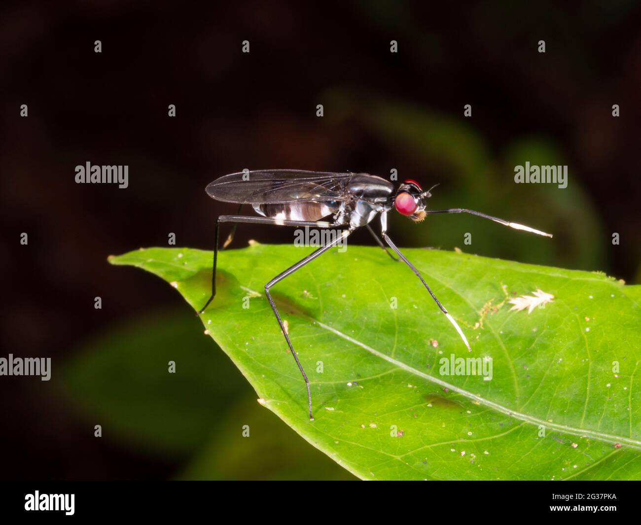 La mouche à pattes de pilotis (Micropezidae) agite ses pattes avant blanches. Dans la forêt tropicale, province de Morona Santiago, Équateur Banque D'Images