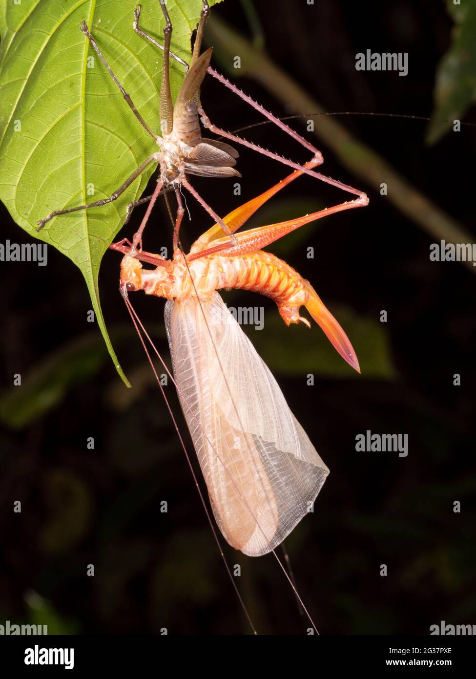 Le grand cricket du Bush a récemment émergé de sa peau juvénile la nuit dans la forêt tropicale, province de Morona Santiago, Équateur Banque D'Images