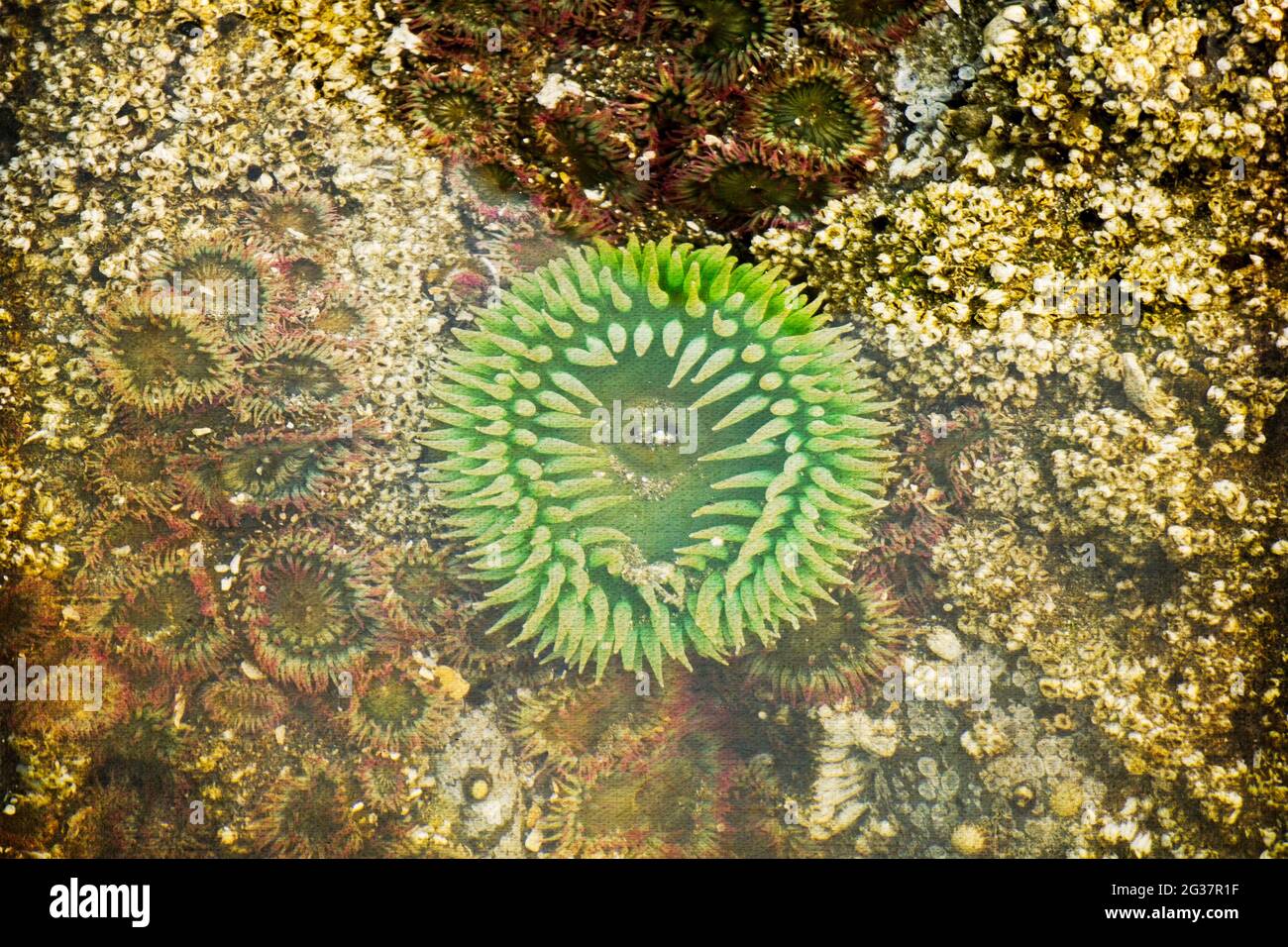 Anemone de la mer verte - dans les bassins à marée basse de la plage de Hobuck, près de la baie de Neah, une grande anémone de la mer verte attend que la marée retourne. Banque D'Images