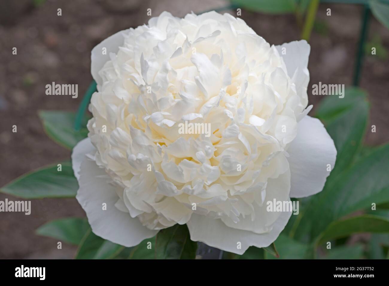 Peonie, Duchess de, Nemours Banque D'Images