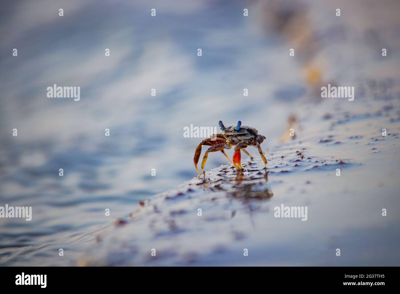 Paysage de crabe rouge unique marchant dans le sable jusqu'à l'eau sur une plage Banque D'Images