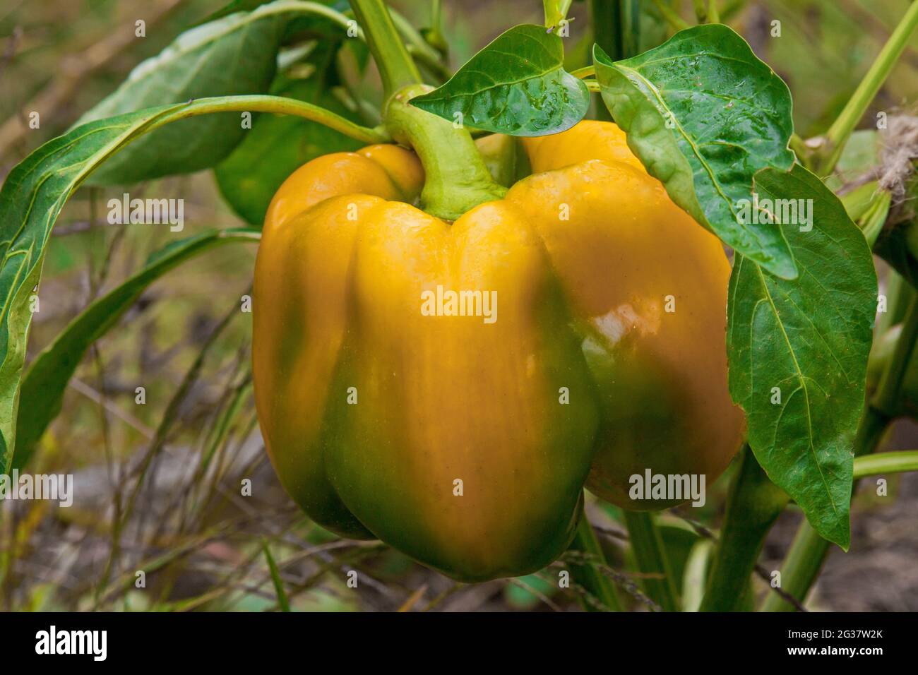 Pepper sucré (Capsicum annuum) croissant dans un jardin d'arrière-cour en Pennsylvanie. Banque D'Images