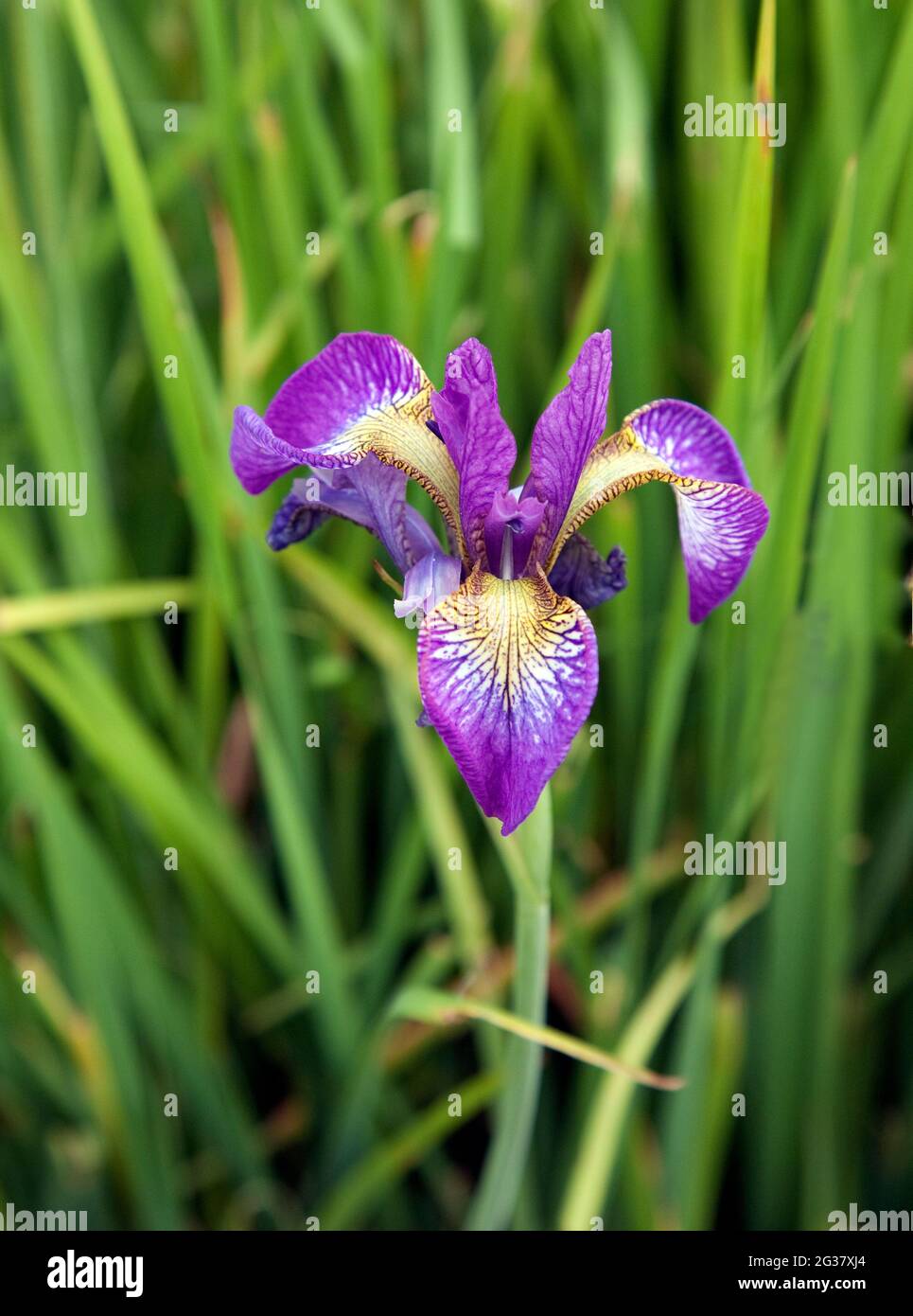 Vue rapprochée d'un iris sibérien ou d'un iris Sibirica Banque D'Images