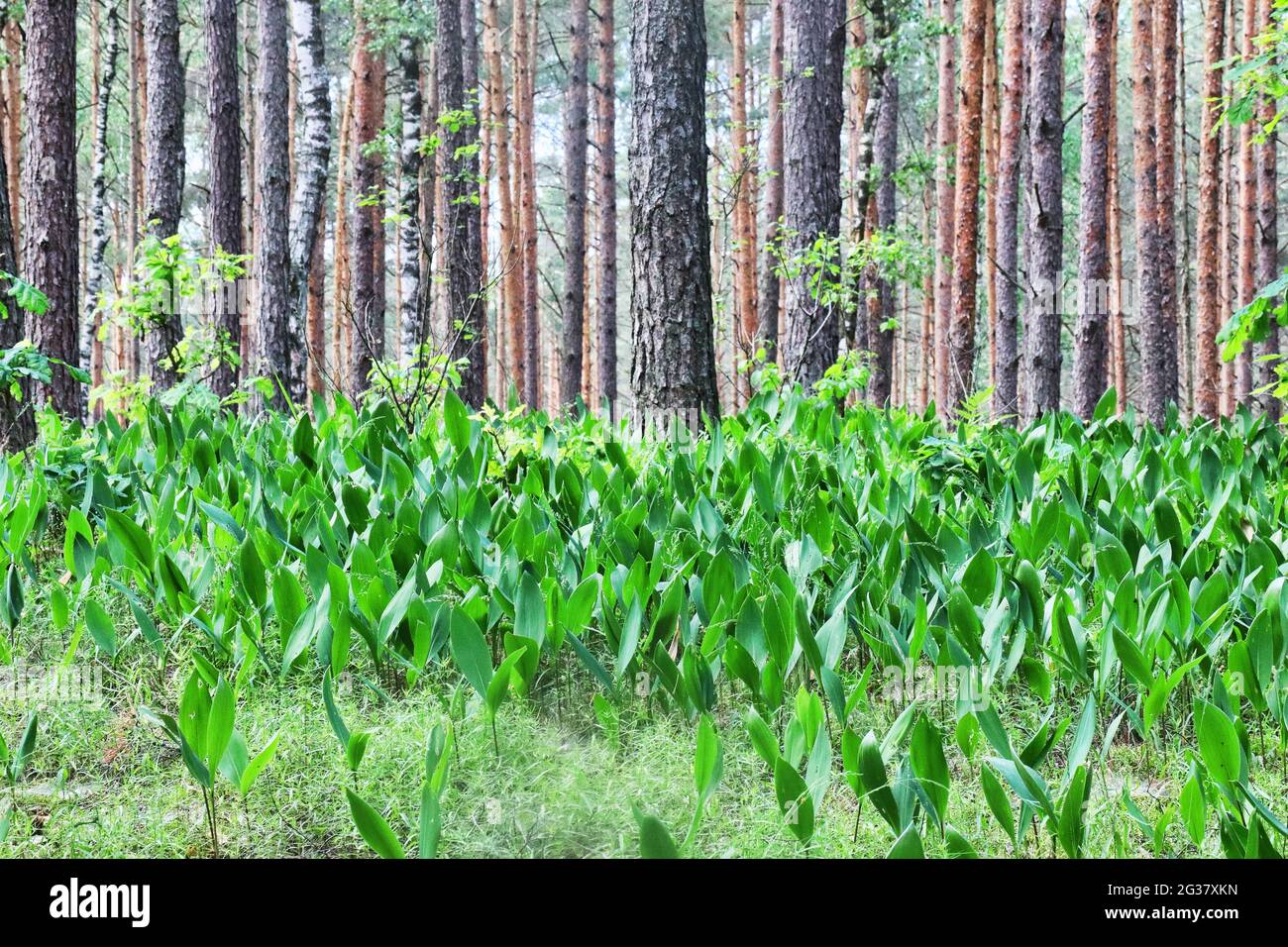 Du muguet dans la forêt. Banque D'Images