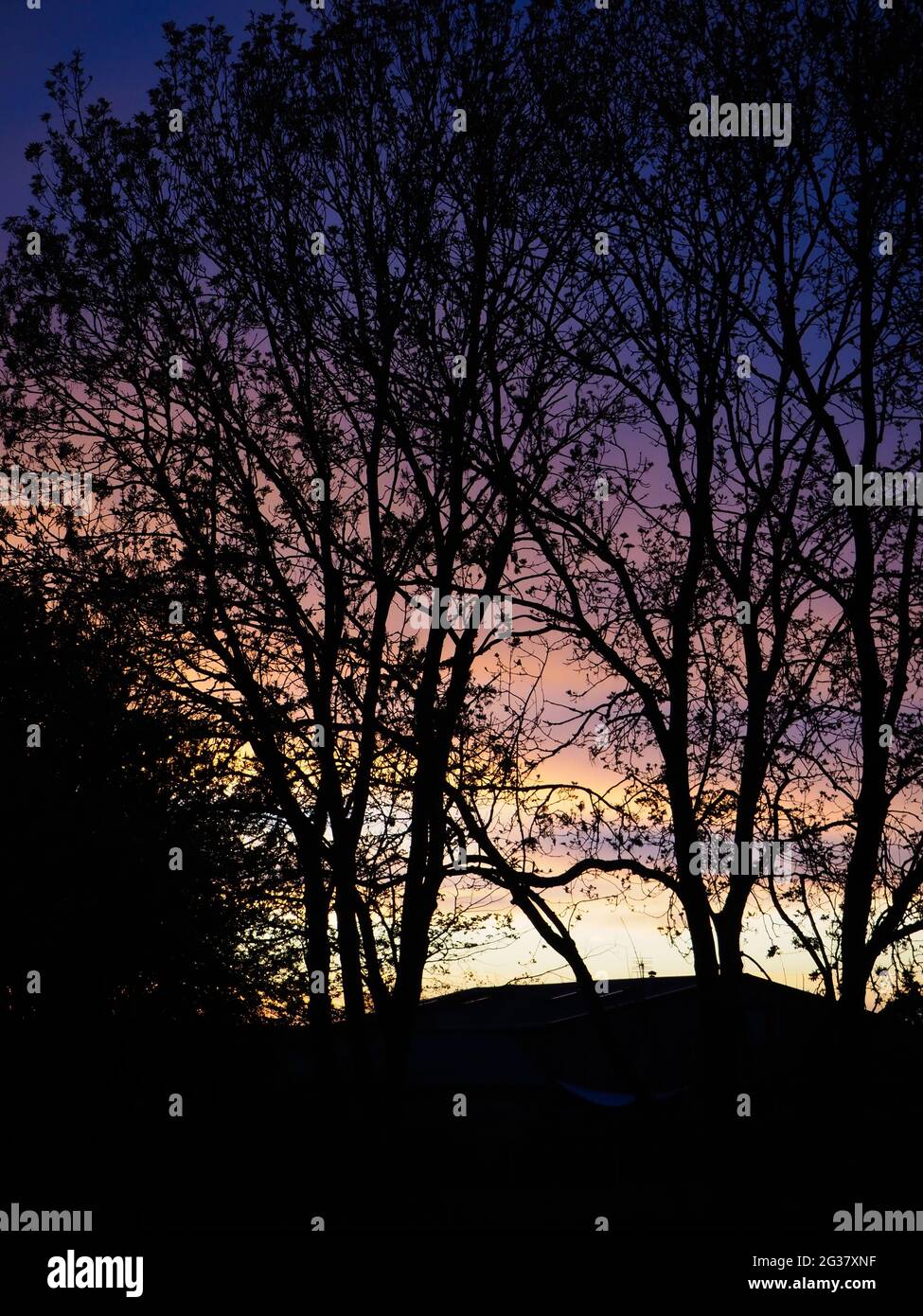 Quelques arbres ont vu silhoueté contre un coucher de soleil rose et bleu Banque D'Images